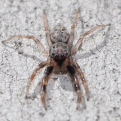 Arasia mollicoma at Acton, ACT - 11 Sep 2020 12:24 PM