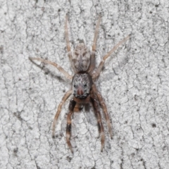 Arasia mollicoma at Acton, ACT - 11 Sep 2020 12:24 PM