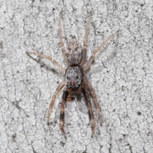 Arasia mollicoma at Acton, ACT - 11 Sep 2020