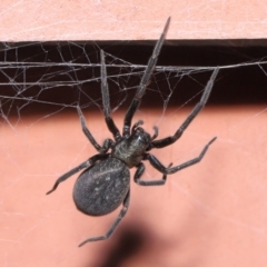 Badumna insignis (Black House Spider) at Evatt, ACT - 15 Sep 2020 by TimL