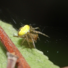 Araneus sp. (genus) at Acton, ACT - 22 Sep 2020 12:56 PM