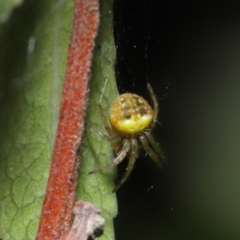 Araneus sp. (genus) at Acton, ACT - 22 Sep 2020 12:56 PM