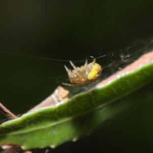 Araneus sp. (genus) at Acton, ACT - 22 Sep 2020