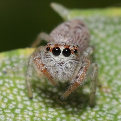 Opisthoncus sp. (genus) (Unidentified Opisthoncus jumping spider) at Acton, ACT - 22 Sep 2020 by TimL