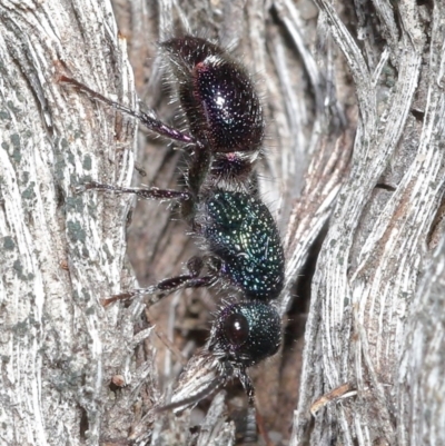 Aglaotilla sp. (genus) (Australian Velvet Ant) at Downer, ACT - 11 Sep 2020 by TimL