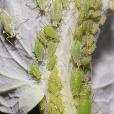 Aphididae (family) (Unidentified aphid) at ANBG - 22 Sep 2020 by Tim L