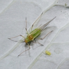 Aphididae (family) at Acton, ACT - 22 Sep 2020