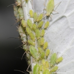 Aphididae (family) at Acton, ACT - 22 Sep 2020