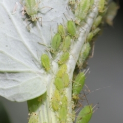 Aphididae (family) at Acton, ACT - 22 Sep 2020