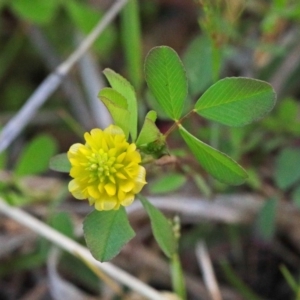 Trifolium campestre at O'Connor, ACT - 24 Sep 2020 03:39 PM