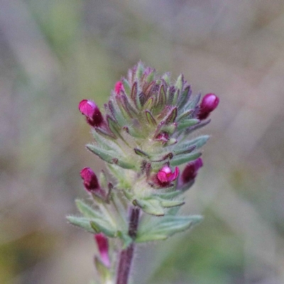 Parentucellia latifolia (Red Bartsia) at O'Connor, ACT - 24 Sep 2020 by ConBoekel