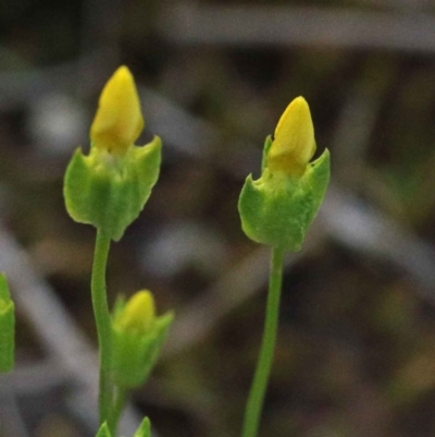 Cicendia quadrangularis (Oregon Timwort) at O'Connor, ACT - 24 Sep 2020 by ConBoekel