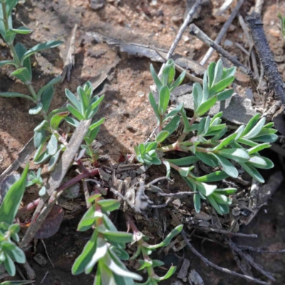 Lythrum hyssopifolia (Small Loosestrife) at O'Connor, ACT - 24 Sep 2020 by ConBoekel