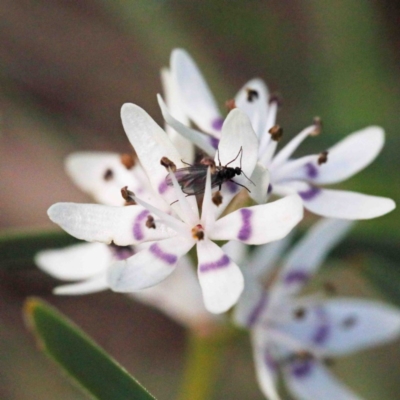 Wurmbea dioica subsp. dioica (Early Nancy) at O'Connor, ACT - 24 Sep 2020 by ConBoekel
