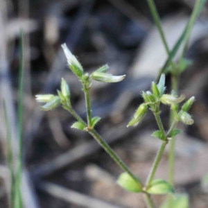 Cerastium glomeratum at O'Connor, ACT - 24 Sep 2020