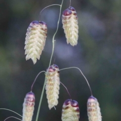 Briza maxima (Quaking Grass, Blowfly Grass) at O'Connor, ACT - 24 Sep 2020 by ConBoekel