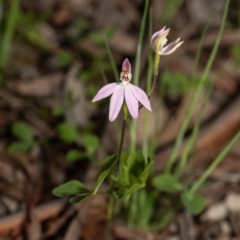 Caladenia carnea (Pink Fingers) at Umbagong District Park - 24 Sep 2020 by Roger