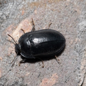 Pterohelaeus striatopunctatus at Queanbeyan East, NSW - 24 Sep 2020