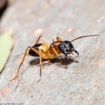 Camponotus consobrinus (Banded sugar ant) at Umbagong District Park - 24 Sep 2020 by Roger
