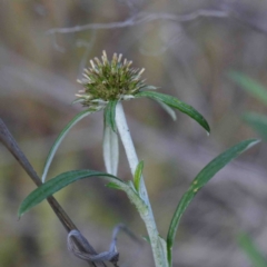 Euchiton sphaericus (Star Cudweed) at O'Connor, ACT - 24 Sep 2020 by ConBoekel