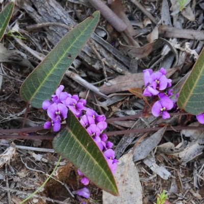 Hardenbergia violacea (False Sarsaparilla) at O'Connor, ACT - 24 Sep 2020 by ConBoekel