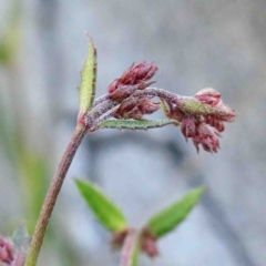 Gonocarpus tetragynus (Common Raspwort) at O'Connor, ACT - 24 Sep 2020 by ConBoekel