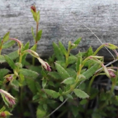 Gonocarpus tetragynus at O'Connor, ACT - 24 Sep 2020