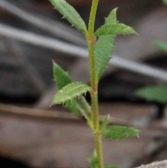 Gonocarpus tetragynus at O'Connor, ACT - 24 Sep 2020