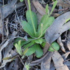 Hypochaeris glabra at O'Connor, ACT - 24 Sep 2020