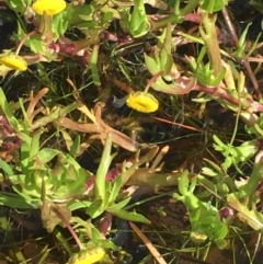 Cotula coronopifolia (Water Buttons) at Wollogorang, NSW - 24 Sep 2020 by JaneR