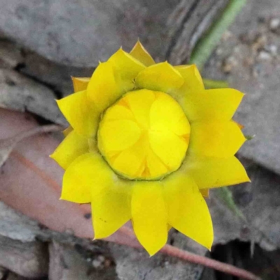 Xerochrysum viscosum (Sticky Everlasting) at O'Connor, ACT - 24 Sep 2020 by ConBoekel