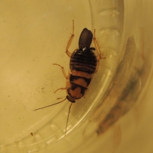 Robshelfordia sp. (genus) at Conder, ACT - 25 Jul 2020 01:46 AM