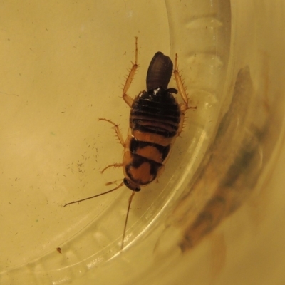 Robshelfordia sp. (genus) (A Shelford cockroach) at Conder, ACT - 25 Jul 2020 by MichaelBedingfield