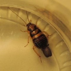 Robshelfordia sp. (genus) at Conder, ACT - 25 Jul 2020 01:46 AM