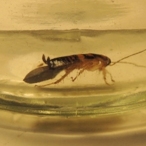 Robshelfordia sp. (genus) at Conder, ACT - 25 Jul 2020 01:46 AM