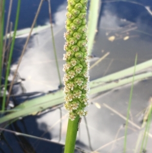 Cycnogeton multifructum at Wollogorang, NSW - 24 Sep 2020