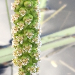 Cycnogeton multifructum at Wollogorang, NSW - 24 Sep 2020