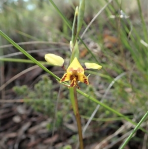 Diuris nigromontana at Cook, ACT - suppressed