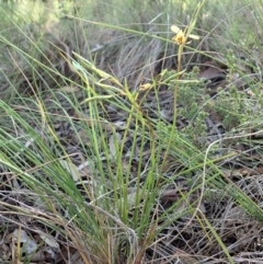 Diuris nigromontana at Cook, ACT - 20 Sep 2020