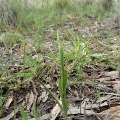 Diuris nigromontana at Cook, ACT - 20 Sep 2020