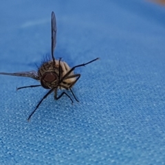 Helina sp. (genus) (Muscid fly) at Reservoir Hill, Lawson - 21 Sep 2020 by Jiggy