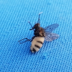 Helina sp. (genus) at Lawson, ACT - 21 Sep 2020