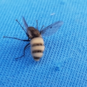 Helina sp. (genus) at Lawson, ACT - 21 Sep 2020