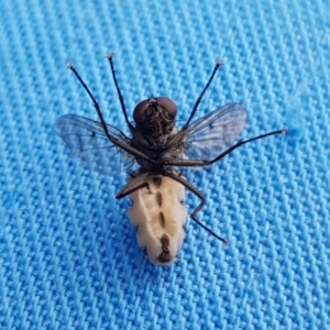 Entomophthora sp. (genus) at Lawson, ACT - 21 Sep 2020