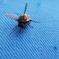 Entomophthora sp. (genus) at Lawson, ACT - 21 Sep 2020