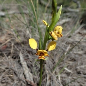 Diuris nigromontana at Point 3852 - suppressed