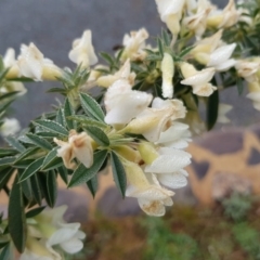 Chamaecytisus palmensis at Lawson, ACT - 21 Sep 2020