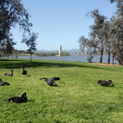 Cygnus atratus (Black Swan) at Commonwealth & Kings Parks - 24 Sep 2013 by Mike