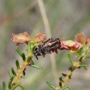 Diphucrania acuducta at Holt, ACT - 21 Sep 2020