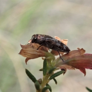 Diphucrania acuducta at Holt, ACT - 21 Sep 2020